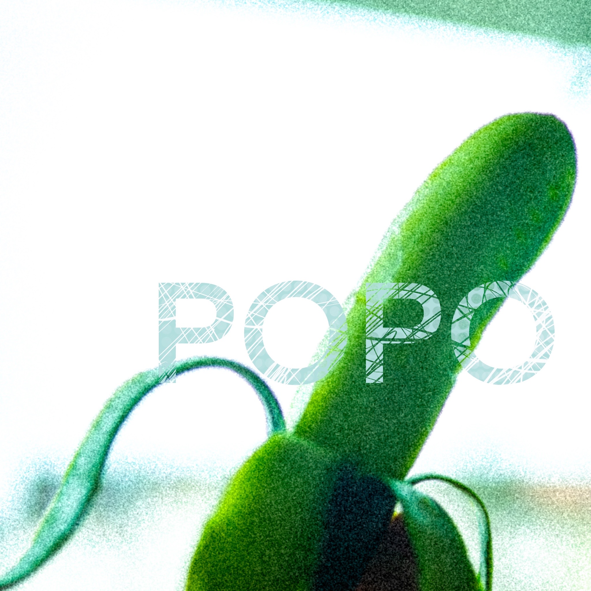 POPO